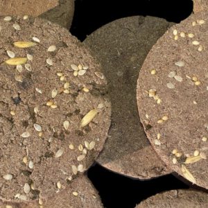 desi gaumay dhoop kanda (chhana)